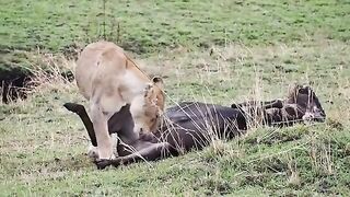 Lion Eating