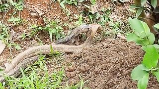 Snake Mating