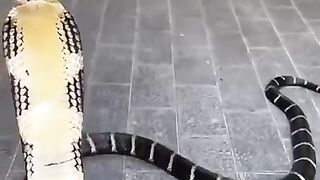 Rare Snake Beauty