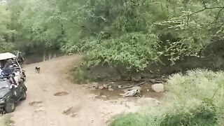 Tiger Killed a Dog