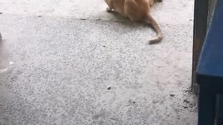 Cat and baby 3