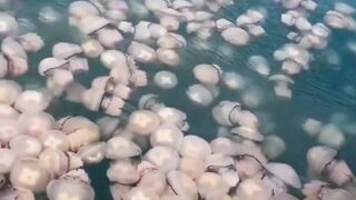 ¿Que pasaría si caes en un estanque de medusas?