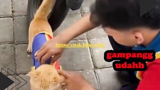 Kucing jadi komandan TNI? ????????️