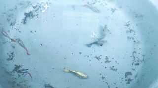 Ikan Hias: Warna, Bentuk, dan Keunikan