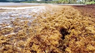 Sargassum Algae Overwhelms Samana Beaches in Dominican Republic
