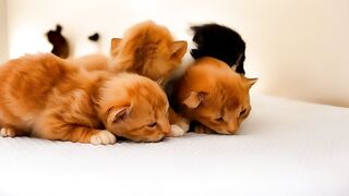 Cat cute cat