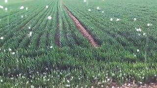 full video 330