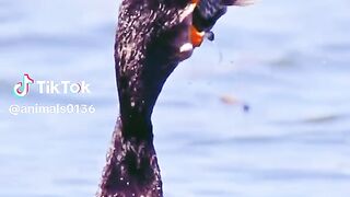 full video 331