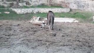 Lion Vs Tiger Real Fight