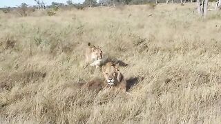 Lions Real Mating
