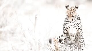 Cheetahs Mating
