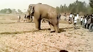 Mad Elephant Attack