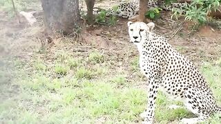 Male & Famale Cheetahs