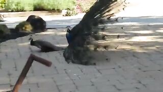 Peacock Mating