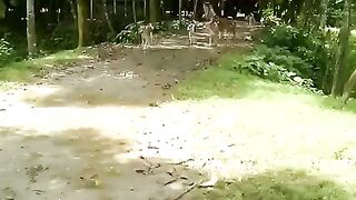 Bangladeshi Dogs
