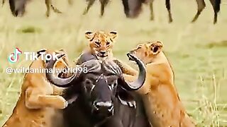 full video watching 50