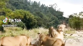 full video 332