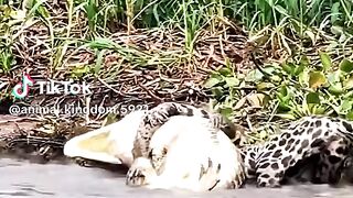 see this video full 3