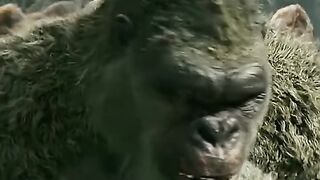 Hungog action movie