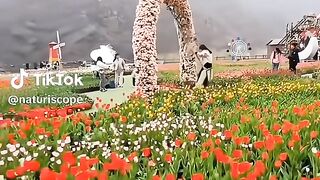 Phool 3
