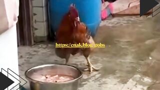 Ketika ayam melihat ceker ayam di mangkuk... Reaksi ayam ini bikin ngakak! ????????