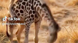 full video 333