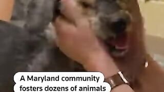 Maryland Community Saves Animals as Shelter AC Fails in Heat Wave