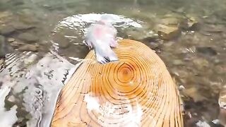 explore fish food and ????❤️nice place ❤️