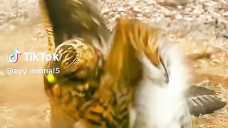 full video 334