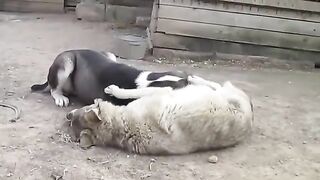 Village Dogs