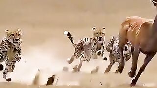 see this video 19