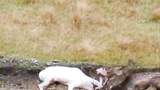 full video watching 53