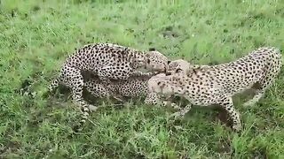 Cheetahs Mating & Fight
