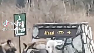 full video 335