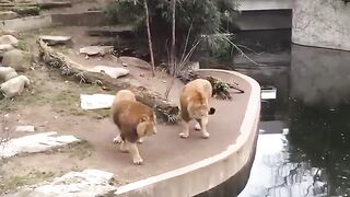 Lion Falls into the Water