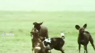 watching full video 12