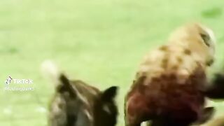 full video 336