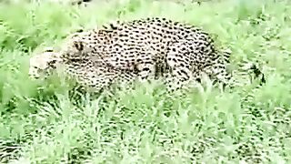 Dangerous Cheetahs & Mating