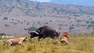 full video 337