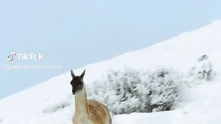 full video watching 55