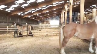 Horse Farm
