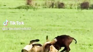 full watching video 3