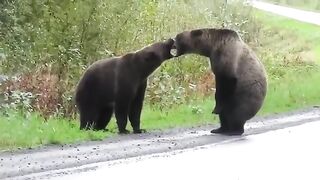 Epic Bears & Fighting