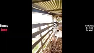 Funny video compilation 8