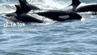 full video watching 56