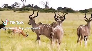 full video watching 57
