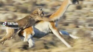 Amazing fight   full video watching