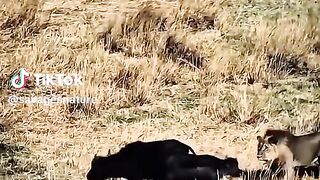see this video full 5