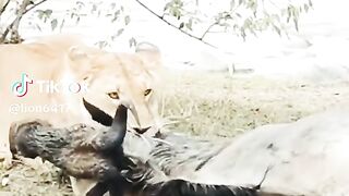 watching full video 16