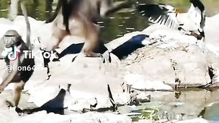 full video watching 60